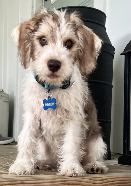 Entry image for Pogue. Clicking this image will show a larger photo