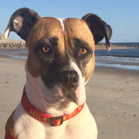 Entry image for Olive. Clicking this image will show a larger photo