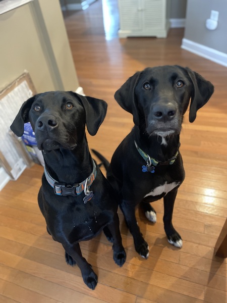 Entry image for Shelby and JackJack . Clicking this image will show a larger photo