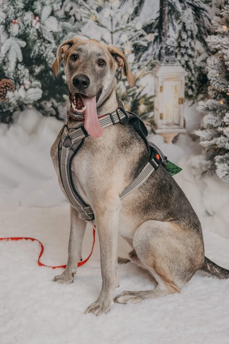 Entry image for Buckeye. Clicking this image will show a larger photo