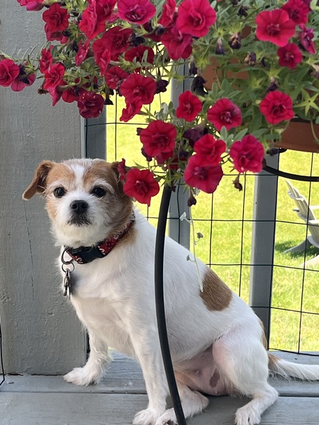 Entry image for Daisy. Clicking this image will show a larger photo