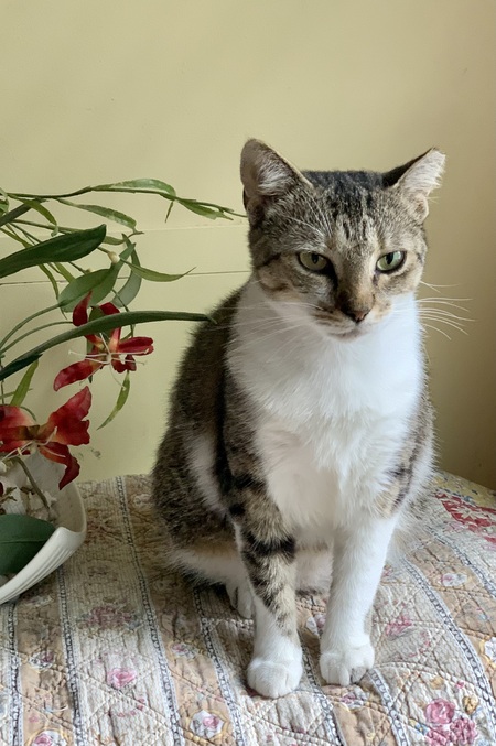 Entry image for Millie. Clicking this image will show a larger photo