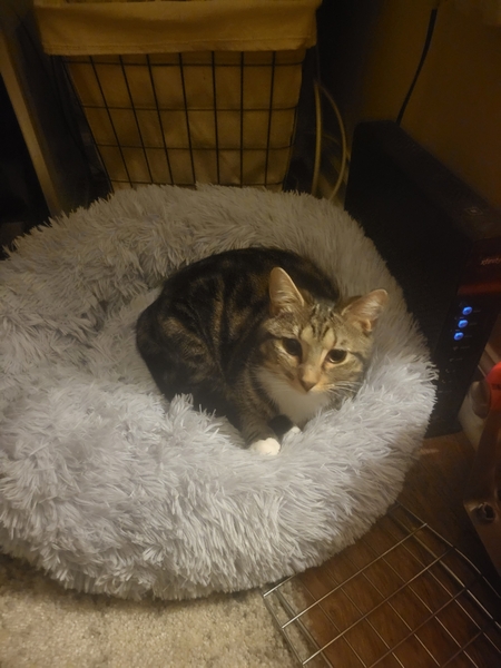 Entry image for Lola. Clicking this image will show a larger photo