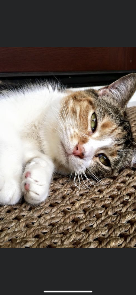 Entry image for Theodore . Clicking this image will show a larger photo