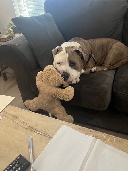 Entry image for Rocky. Clicking this image will show a larger photo