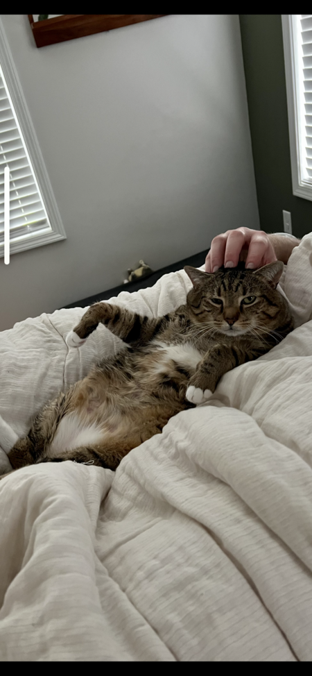 Entry image for Fooferington. Clicking this image will show a larger photo