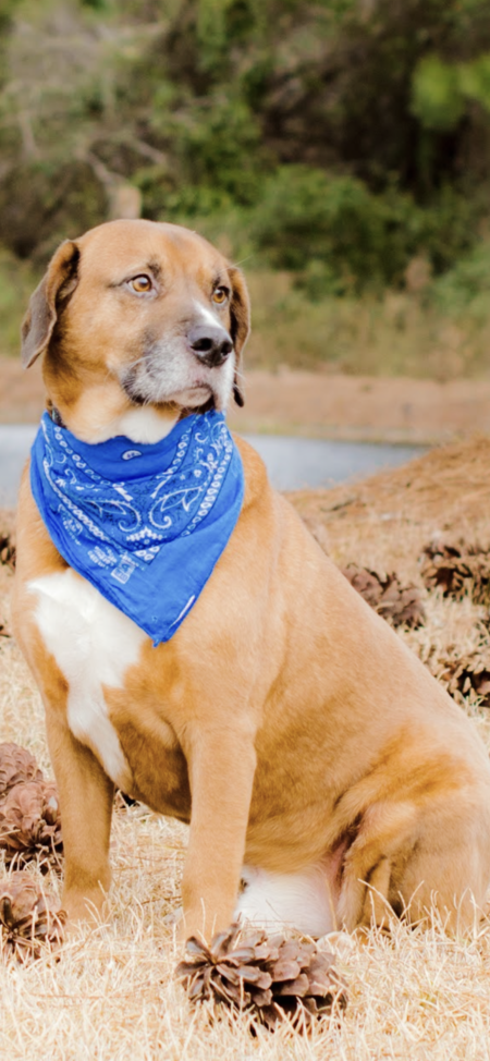 Entry image for Griffin. Clicking this image will show a larger photo