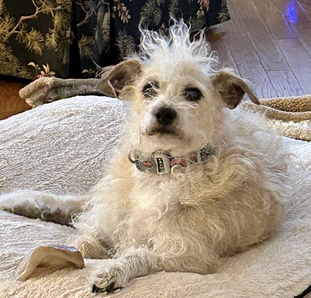 Entry image for Sammie. Clicking this image will show a larger photo