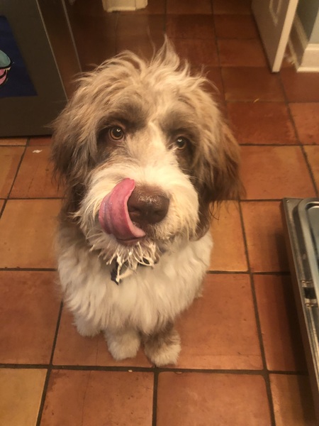 Entry image for Rosie. Clicking this image will show a larger photo