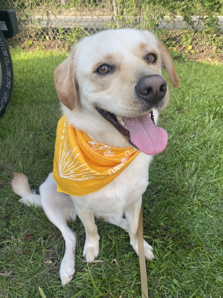 Entry image for Teddy. Clicking this image will show a larger photo