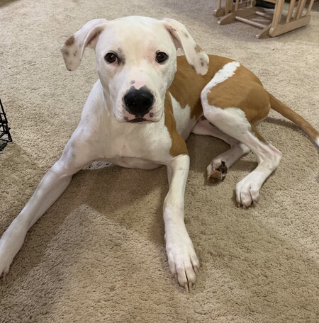 Entry image for Charlie. Clicking this image will show a larger photo