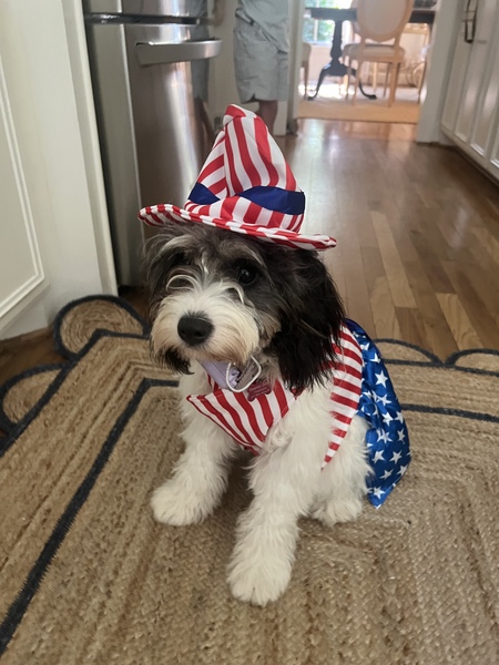 Entry image for Rosemary. Clicking this image will show a larger photo