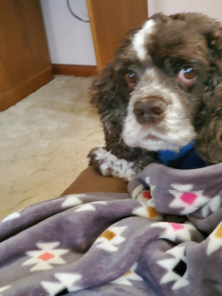 Entry image for Sarge. Clicking this image will show a larger photo