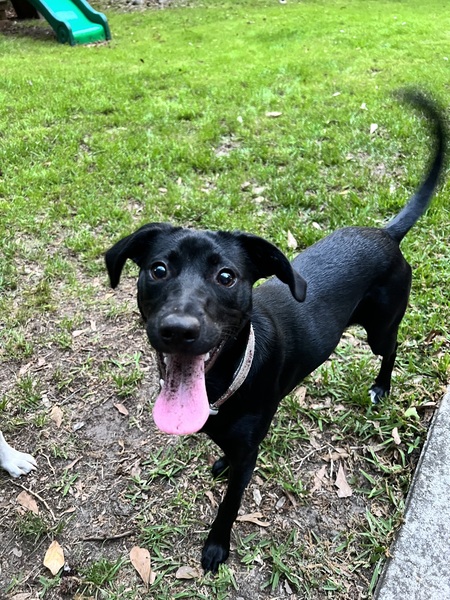 Entry image for Opal. Clicking this image will show a larger photo