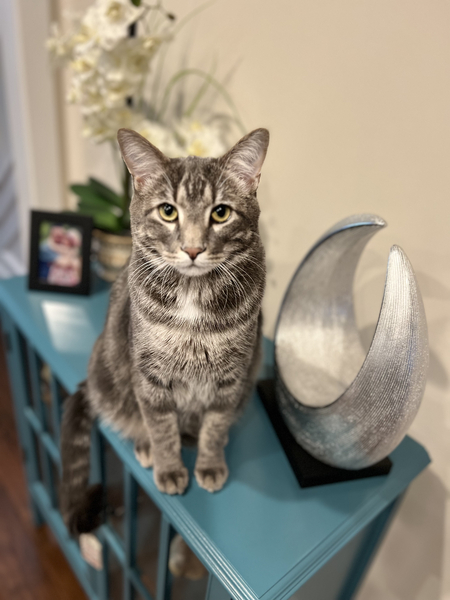 Entry image for Sprig. Clicking this image will show a larger photo