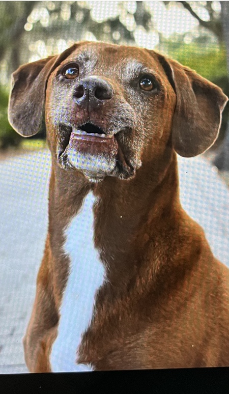 Entry image for Hershey. Clicking this image will show a larger photo