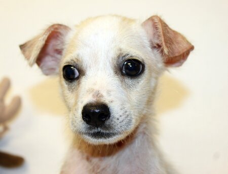 Entry image for Donnie DaNoochie Oliver aka The Dude. Clicking this image will show a larger photo