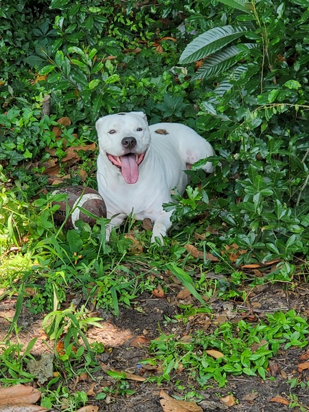 Entry image for Oreo. Clicking this image will show a larger photo