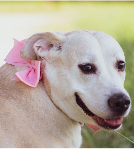 Entry image for Pippa. Clicking this image will show a larger photo