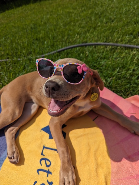 Entry image for Penny. Clicking this image will show a larger photo