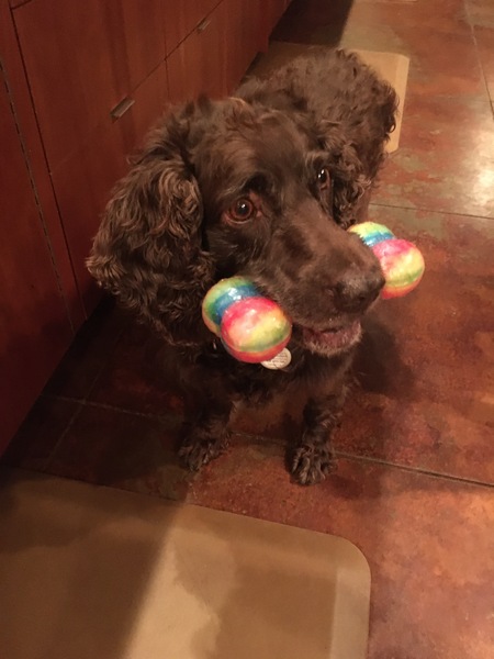 Entry image for Sir Jake. Clicking this image will show a larger photo