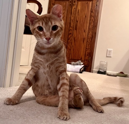 Entry image for Nacho. Clicking this image will show a larger photo