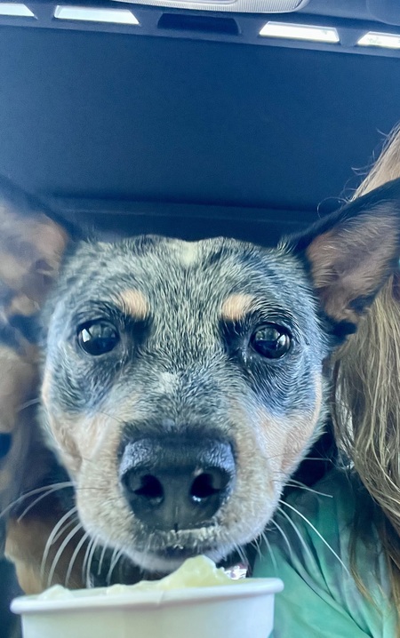 Entry image for Scout. Clicking this image will show a larger photo