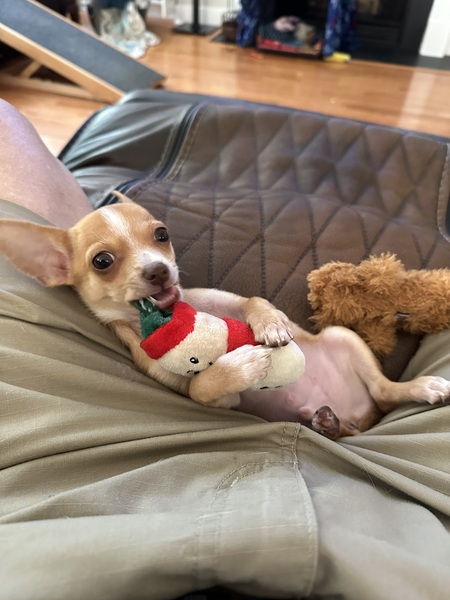 Entry image for Rex. Clicking this image will show a larger photo