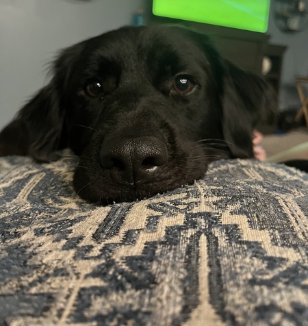 Entry image for Tobin. Clicking this image will show a larger photo