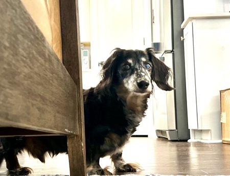 Entry image for Baxter . Clicking this image will show a larger photo