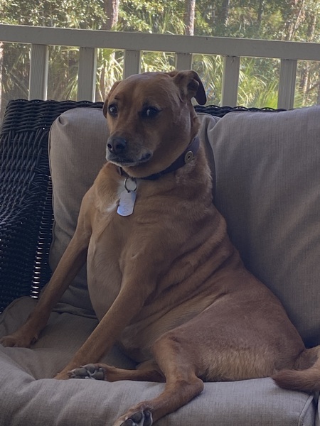 Entry image for Luna. Clicking this image will show a larger photo