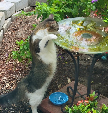 Entry image for Noodles. Clicking this image will show a larger photo