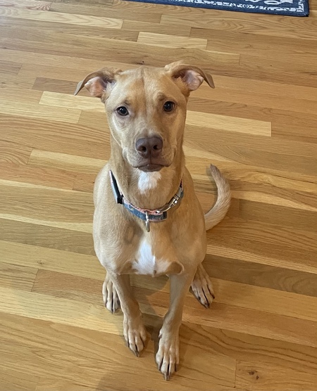 Entry image for Maisy. Clicking this image will show a larger photo