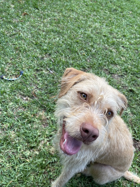 Entry image for Lucy. Clicking this image will show a larger photo