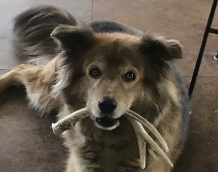 Entry image for Rowdy. Clicking this image will show a larger photo