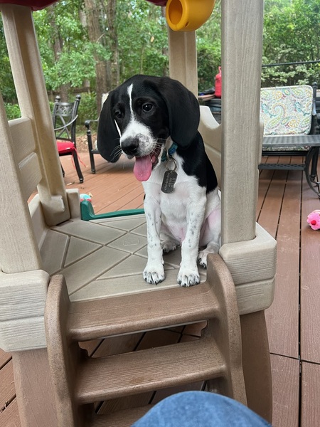 Entry image for Otis. Clicking this image will show a larger photo