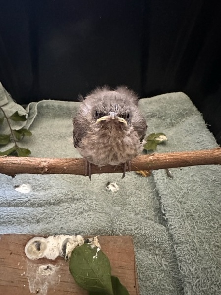 Entry image for Lisa. Clicking this image will show a larger photo