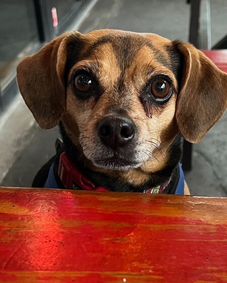 Entry image for Toby. Clicking this image will show a larger photo