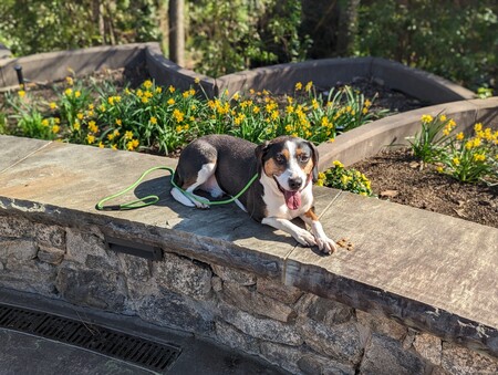 Entry image for Buddy. Clicking this image will show a larger photo