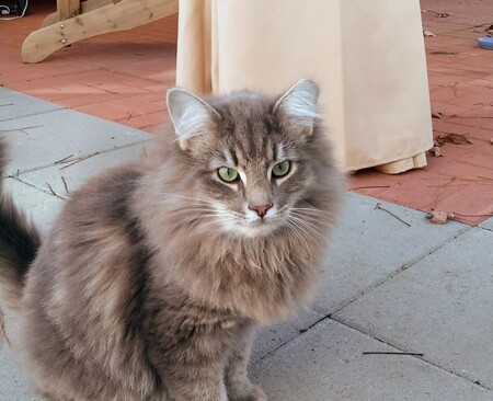 Entry image for Puff Kitty. Clicking this image will show a larger photo