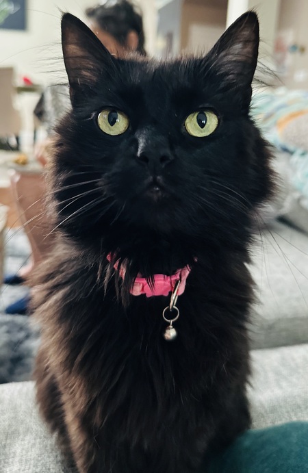 Entry image for Jekyll. Clicking this image will show a larger photo