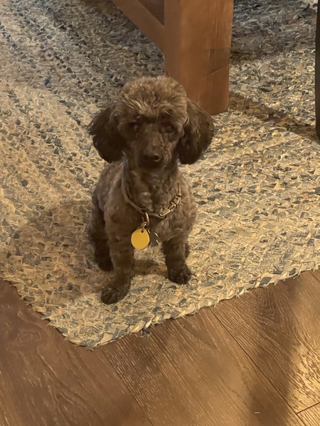 Entry image for Milo. Clicking this image will show a larger photo