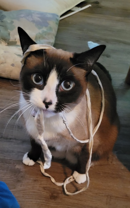 Entry image for Tuna Tataki . Clicking this image will show a larger photo