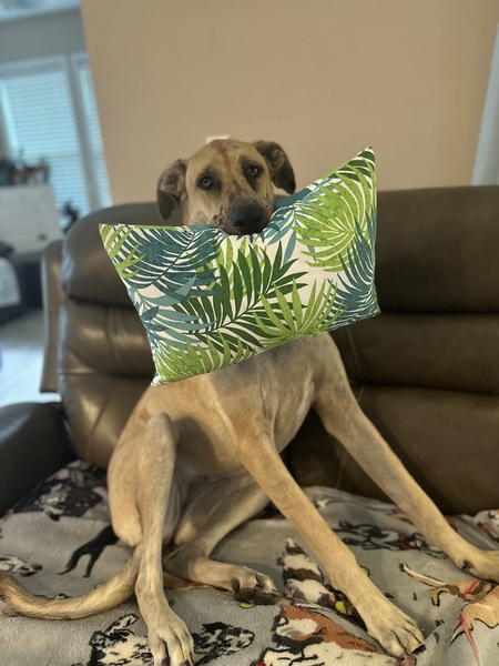 Entry image for Zoey. Clicking this image will show a larger photo