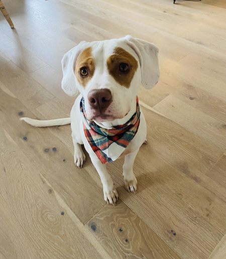 Entry image for Skye. Clicking this image will show a larger photo