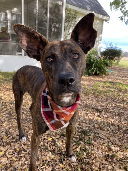 Entry image for Lucy. Clicking this image will show a larger photo