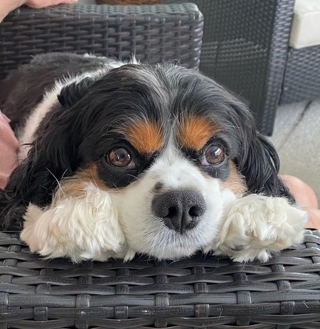 Entry image for Cooper. Clicking this image will show a larger photo