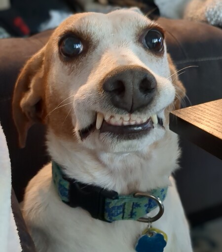 Entry image for Ginny. Clicking this image will show a larger photo