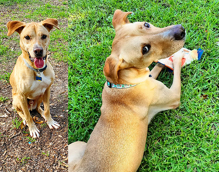 Entry image for Edgar Allan Paw "Eddie". Clicking this image will show a larger photo