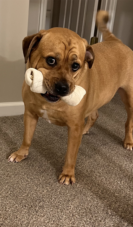 Entry image for Cooper. Clicking this image will show a larger photo